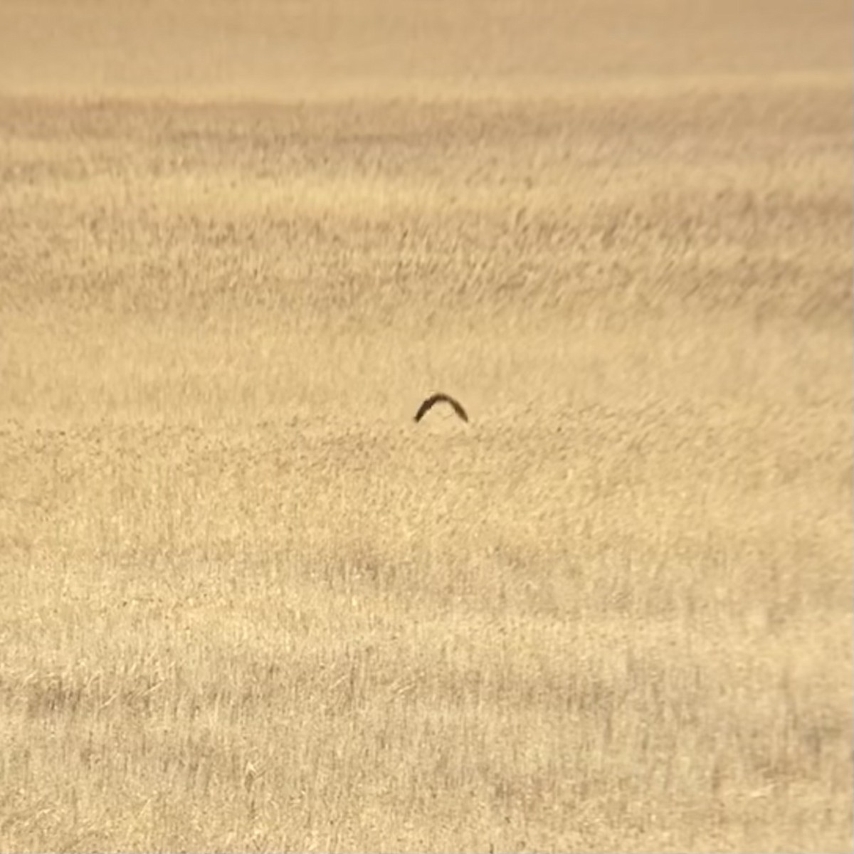 Western Marsh Harrier - ML647781977