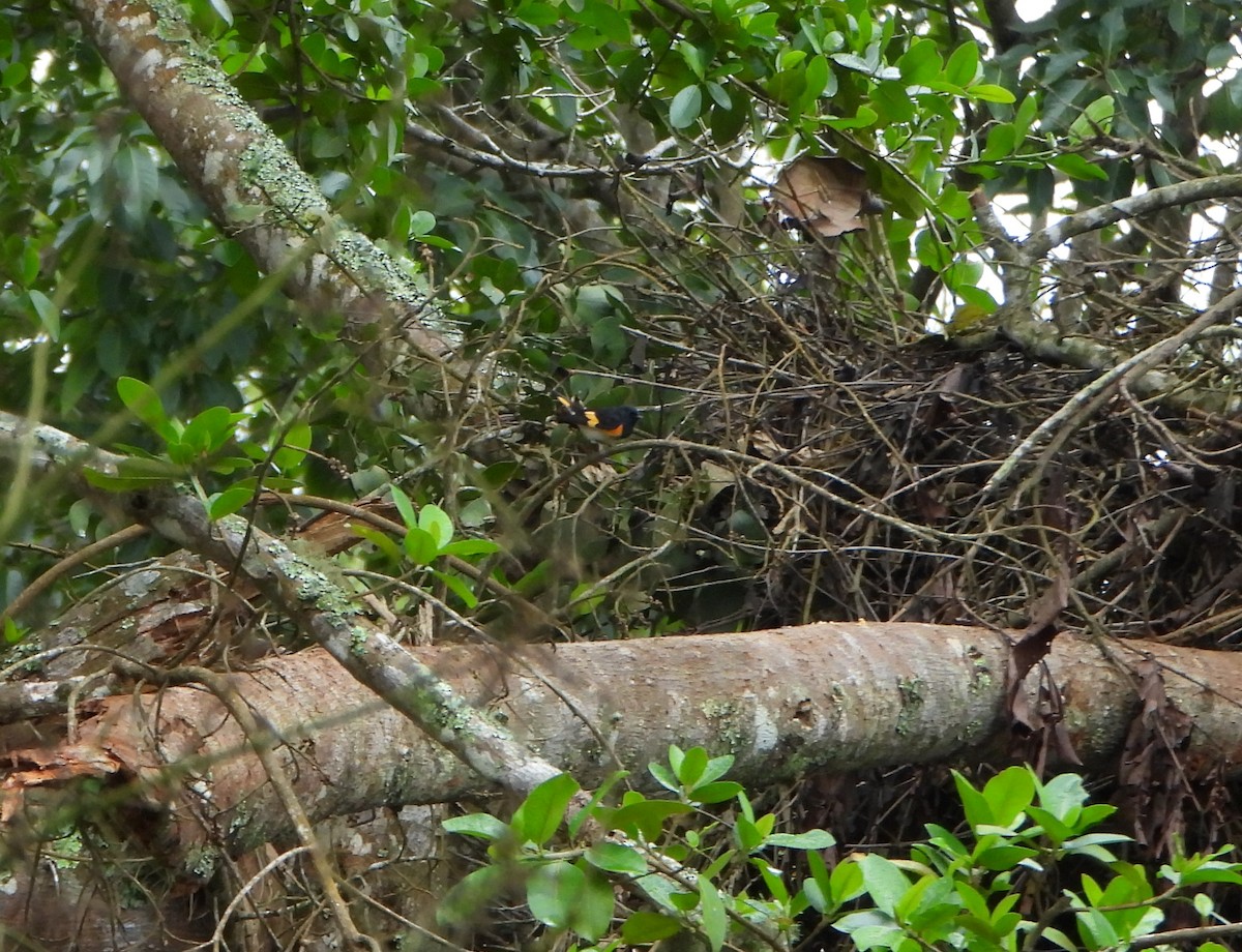 סבכון חכלילי - ML647781984