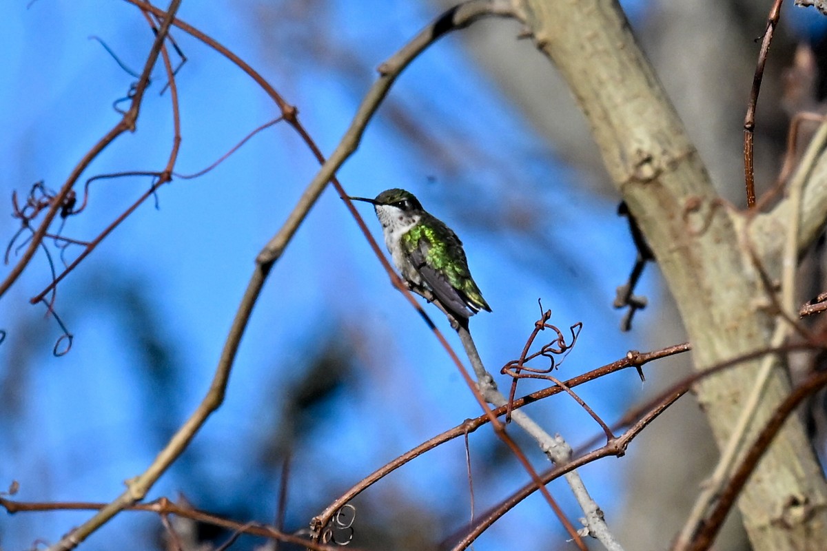 Ruby-throated Hummingbird - ML647781992