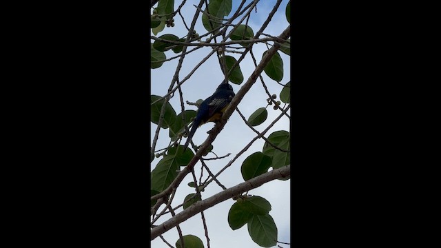 Трогон чорноволий - ML647781993