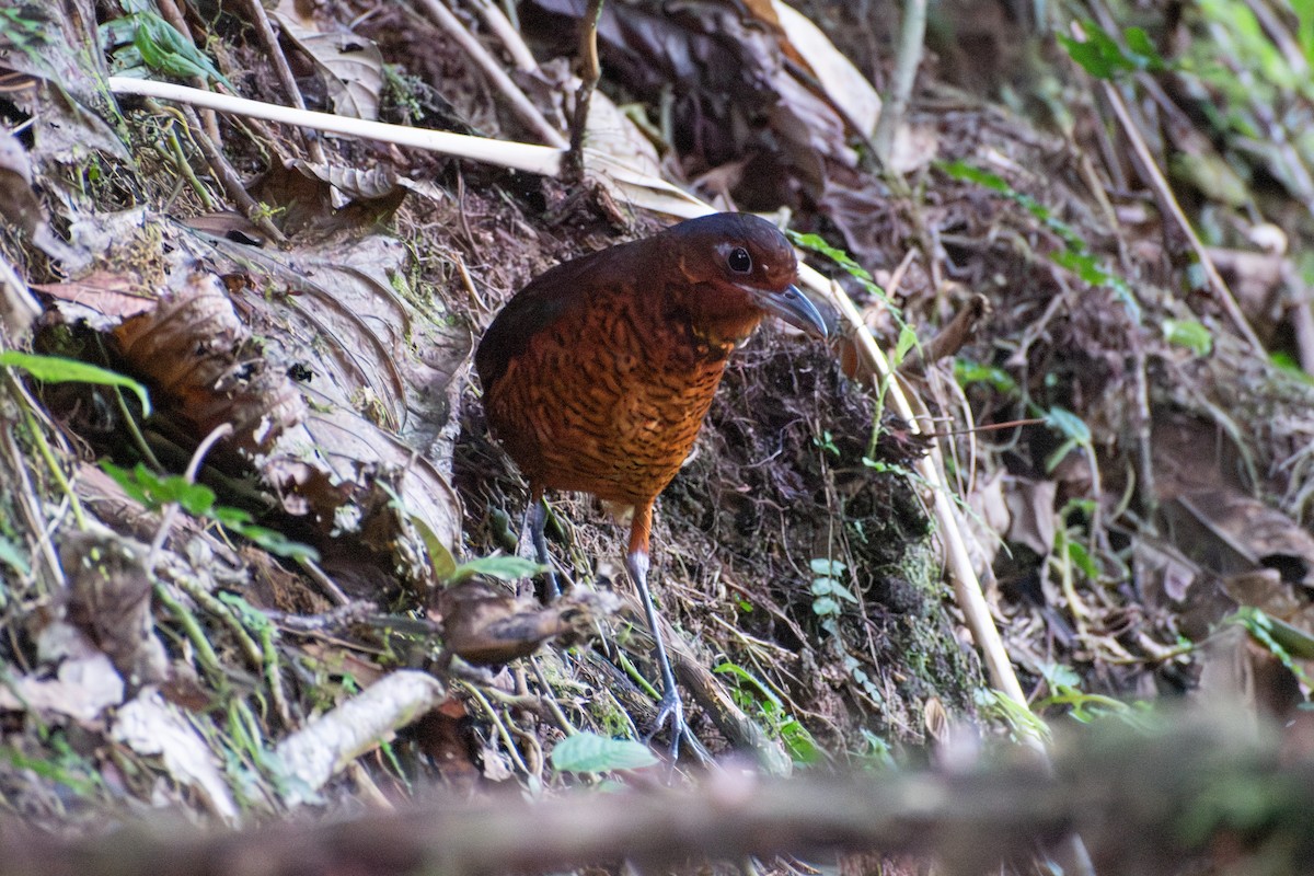 kjempemaurpitta - ML647782005