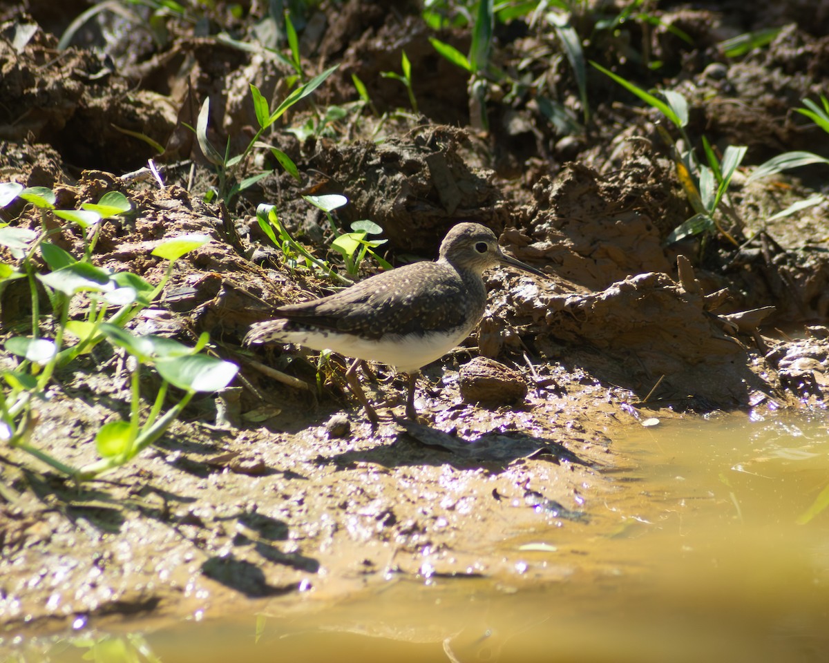 Solitary Sandpiper - ML647782063