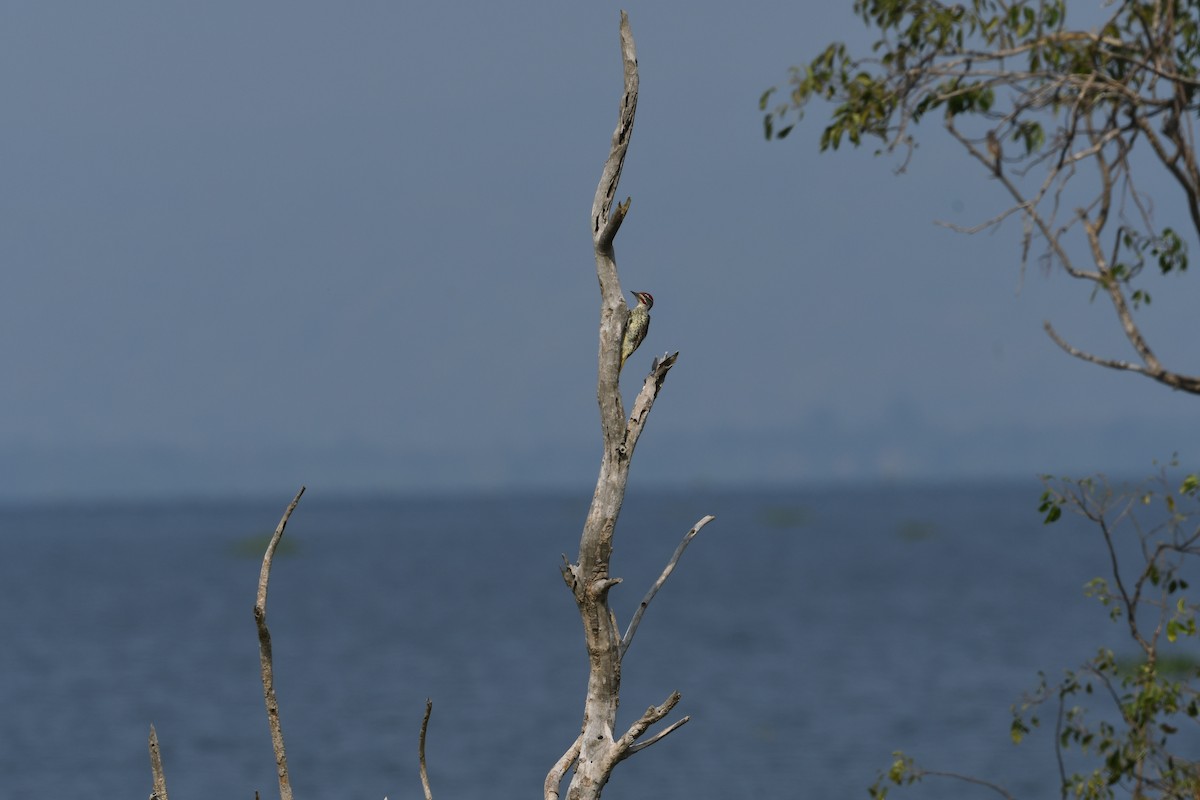 Нубийский дятел - ML647782083