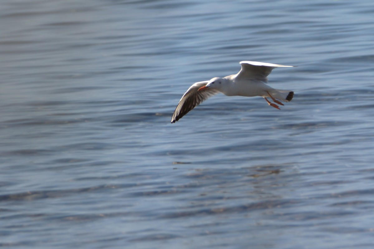 Морской голубок - ML647782113