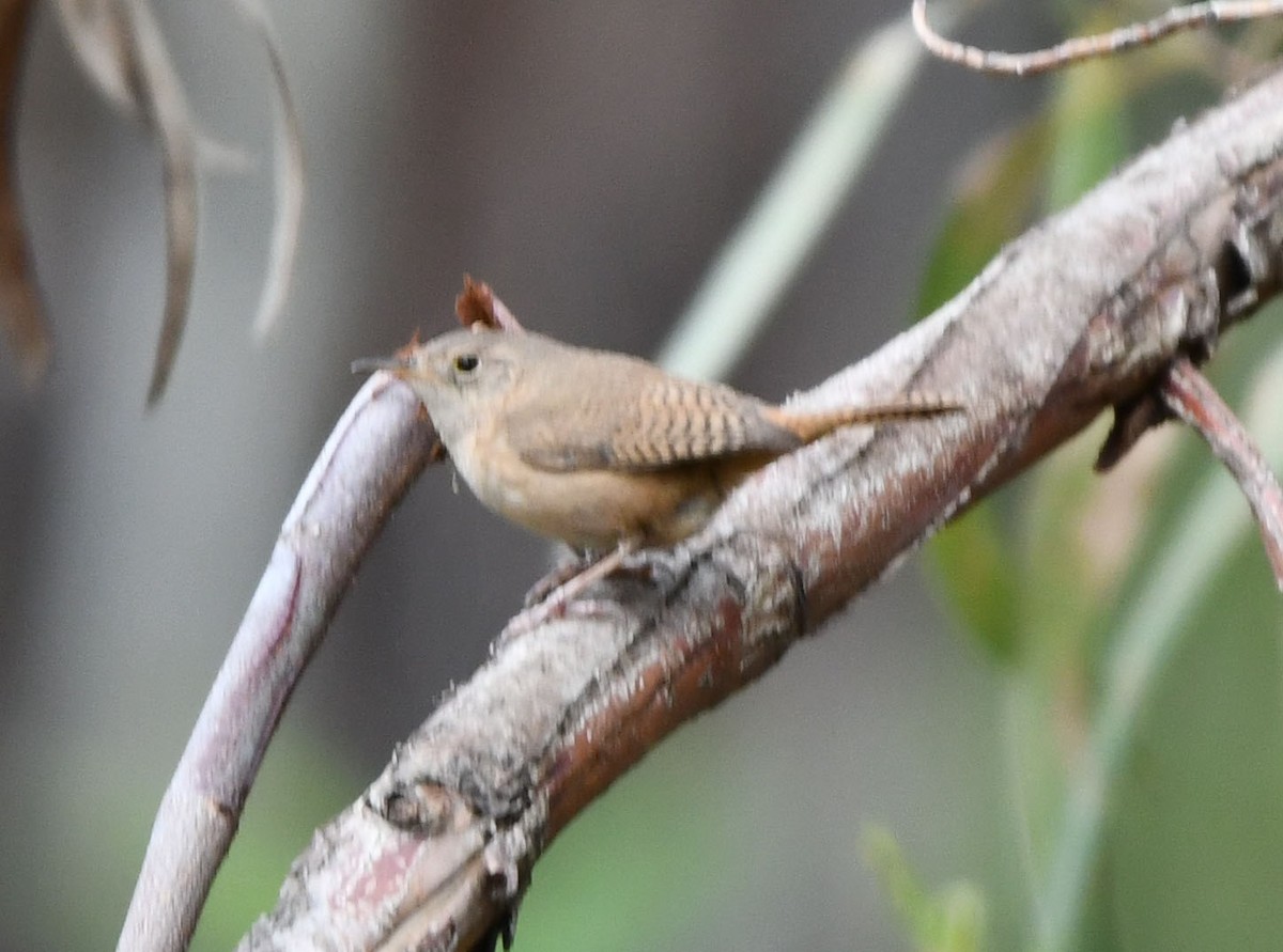 Southern House Wren - ML647782124