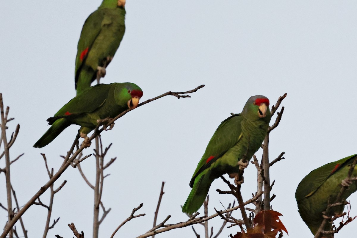 Lilac-crowned Amazon - ML647782128