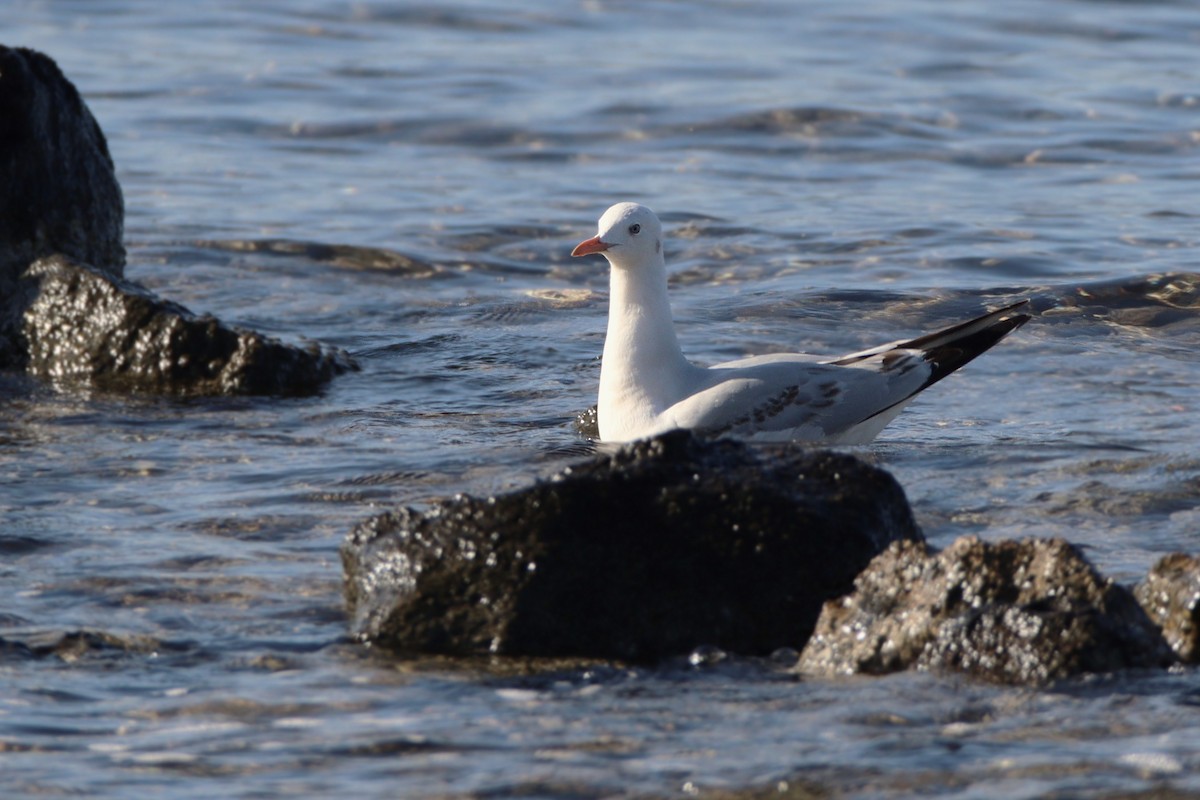 Морской голубок - ML647782137