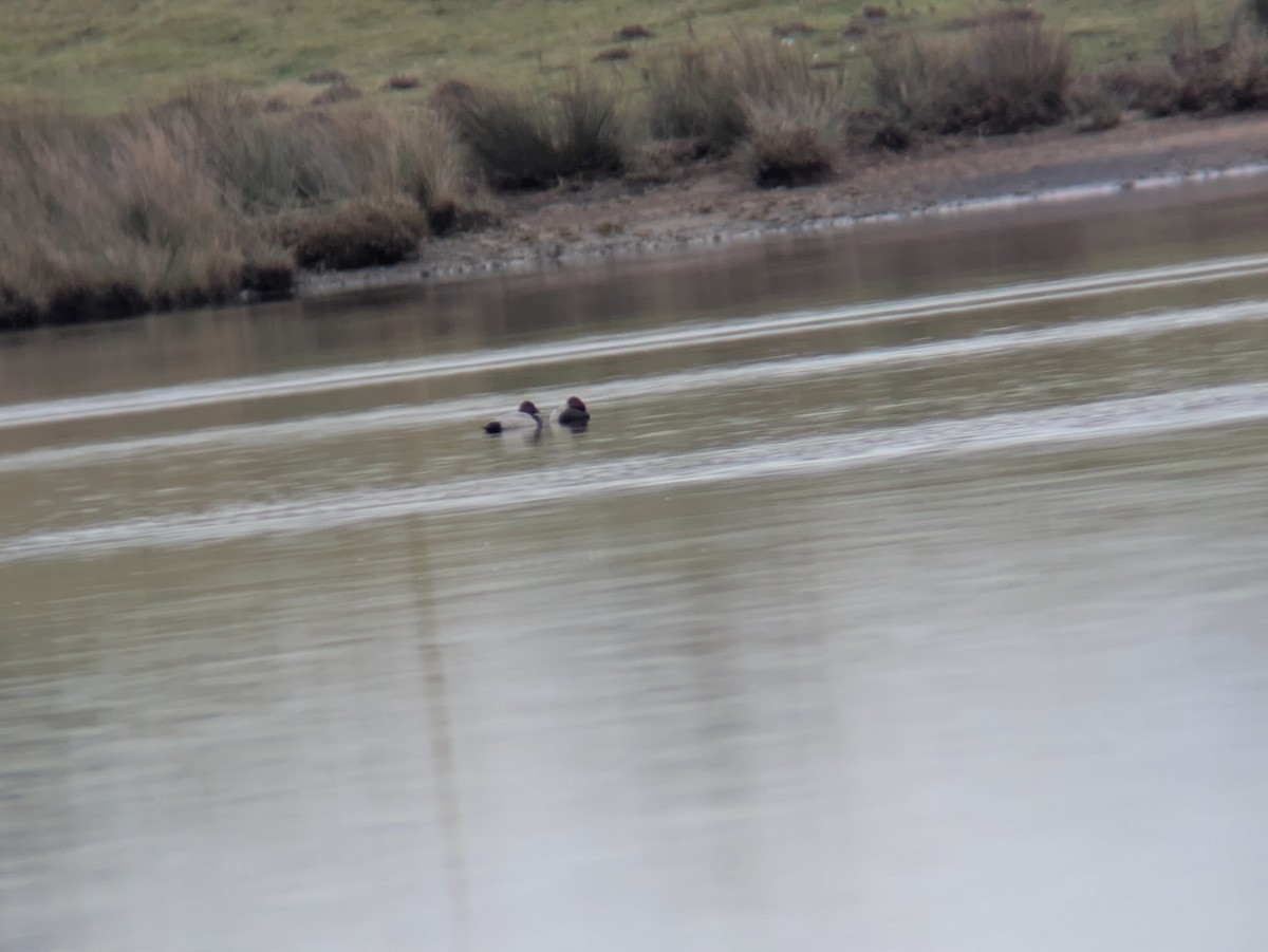 Common Pochard - ML647782141