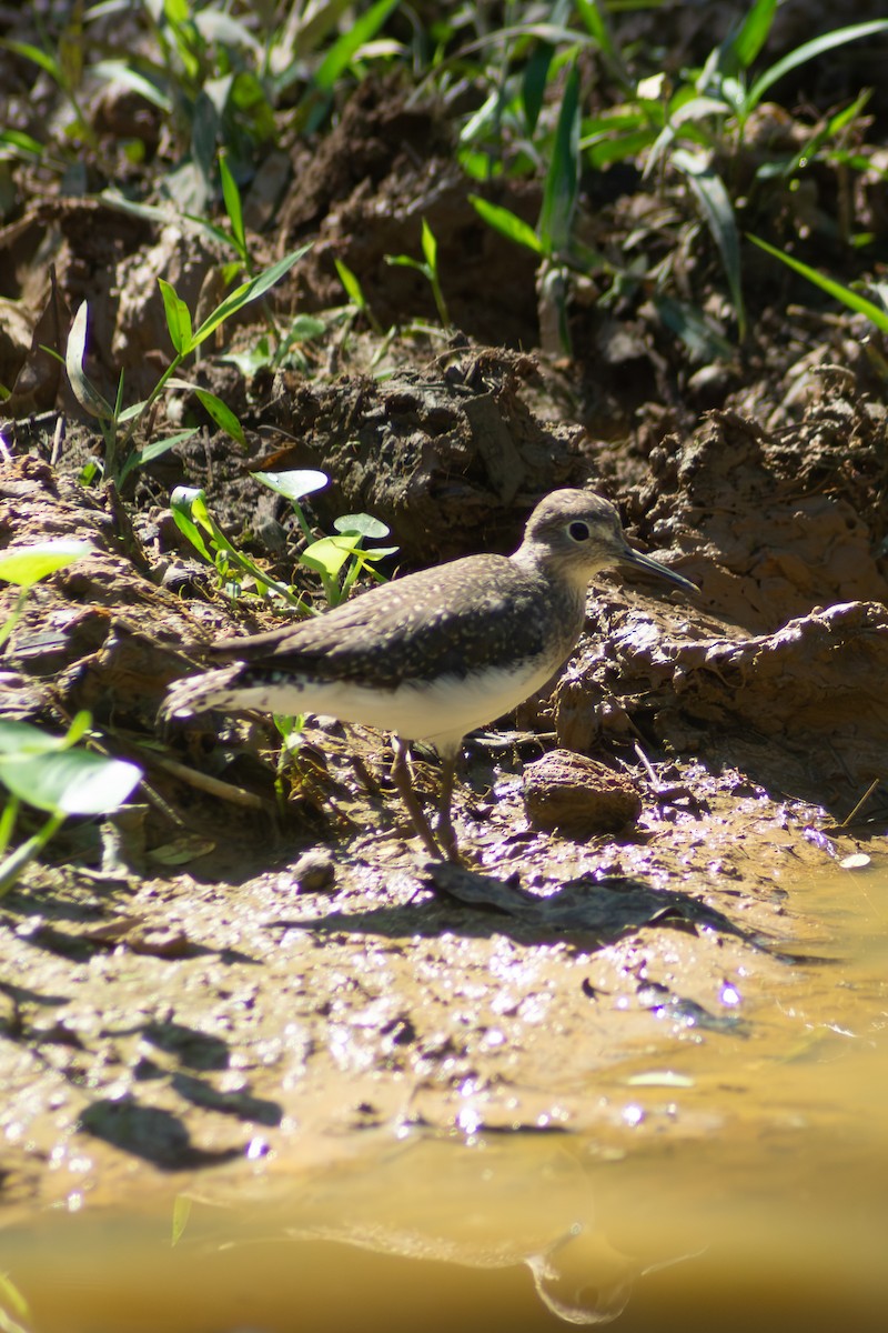 Solitary Sandpiper - ML647782148