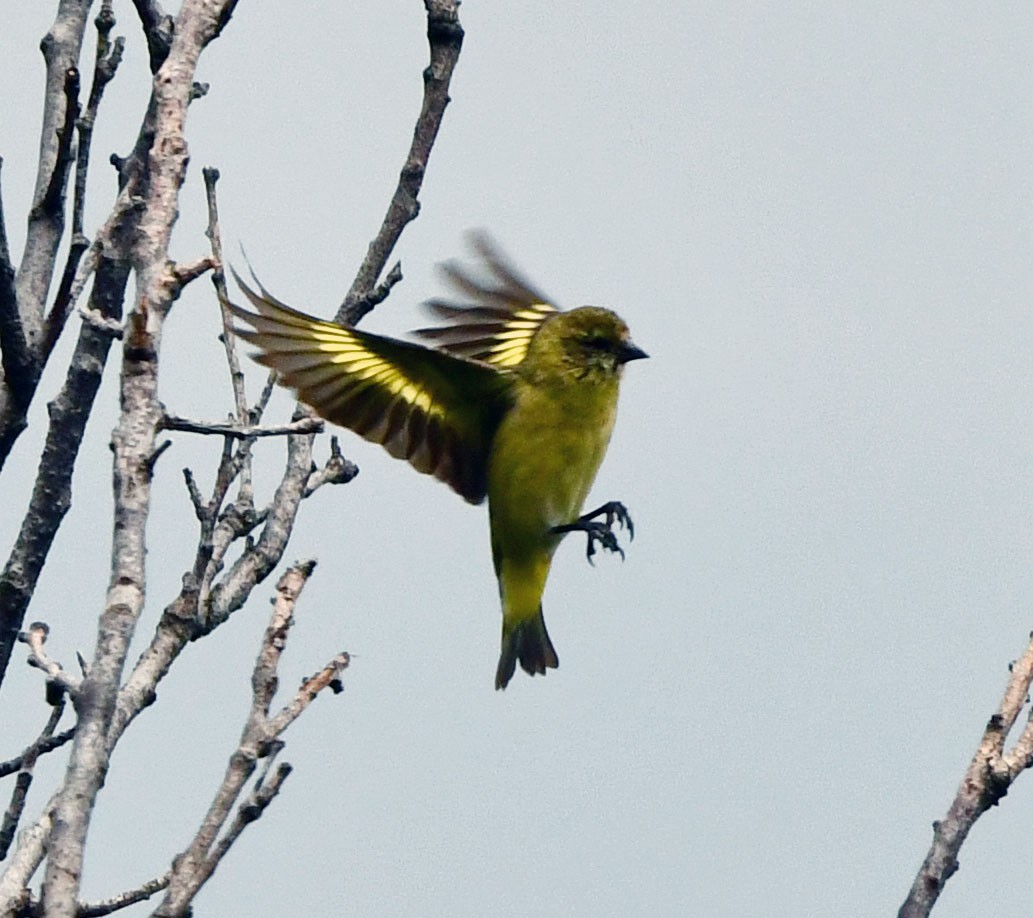 Hooded Siskin - ML647782157