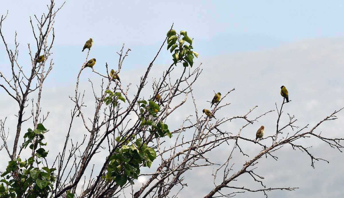 Hooded Siskin - ML647782158