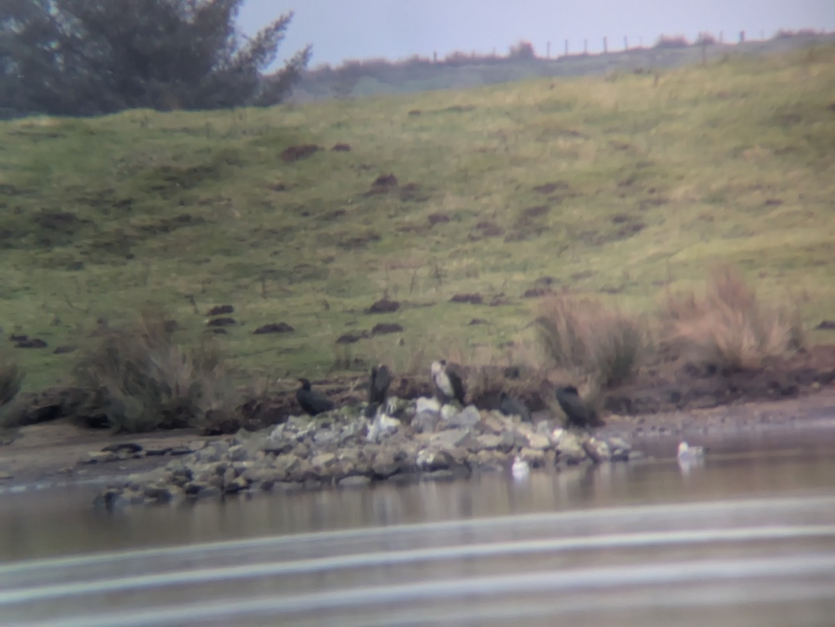 kormorán velký - ML647782190