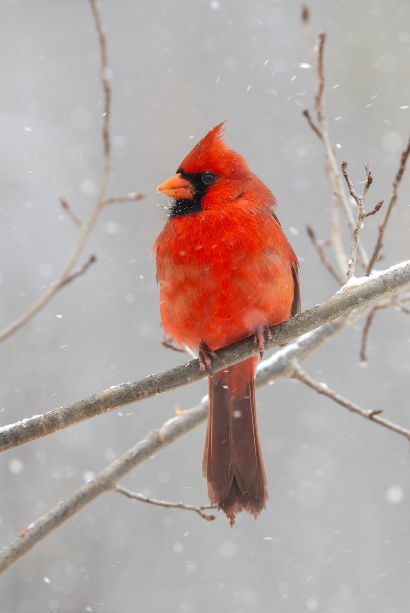 Красный кардинал - ML647782225