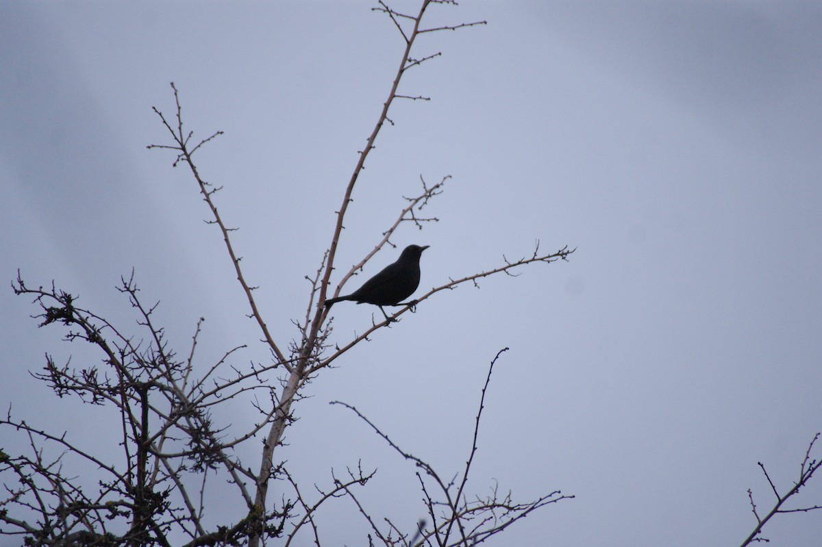 Чёрный дрозд - ML647782228