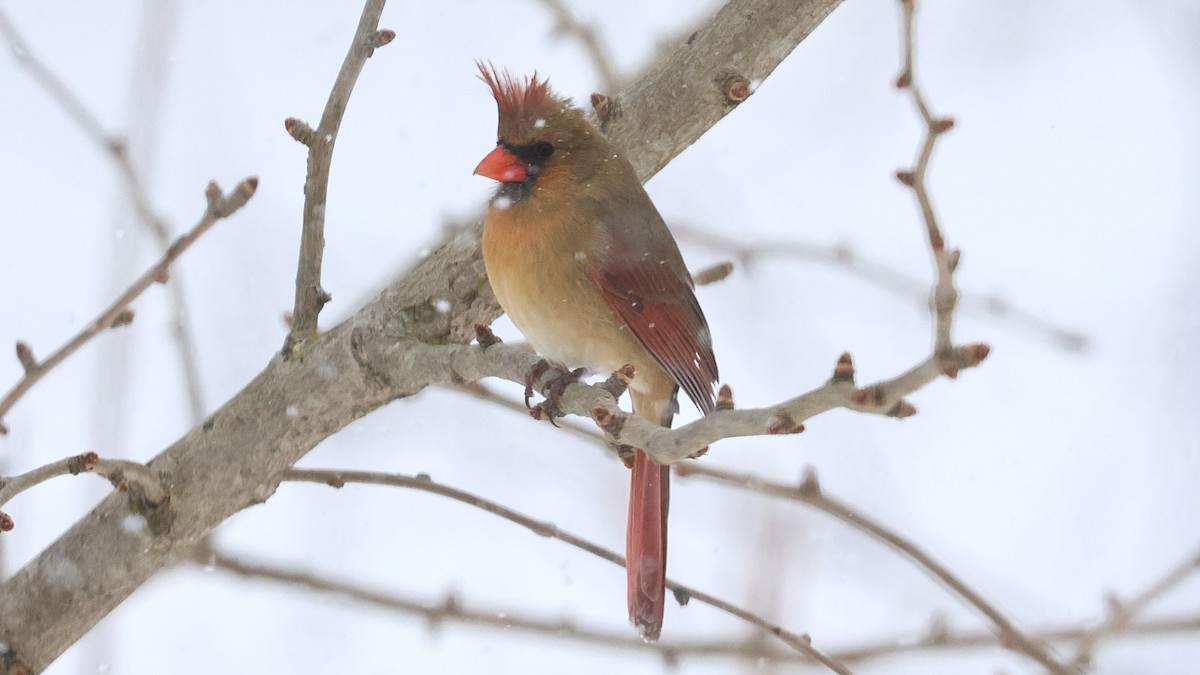 Красный кардинал - ML647782229