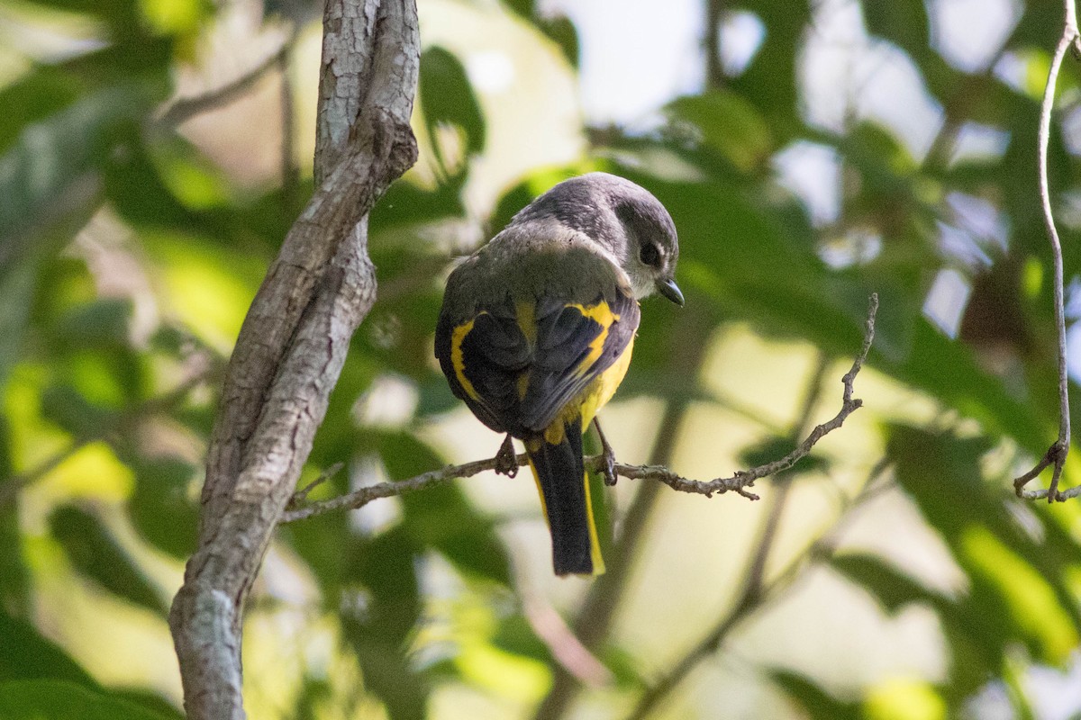 Серощёкий личинкоед - ML647782231