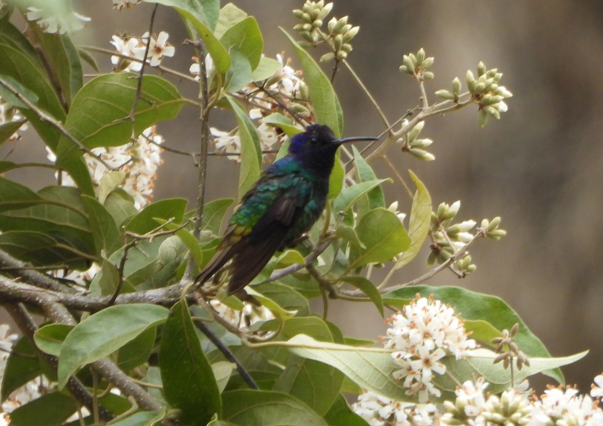 Бронзовохвостый сапфир - ML647782232