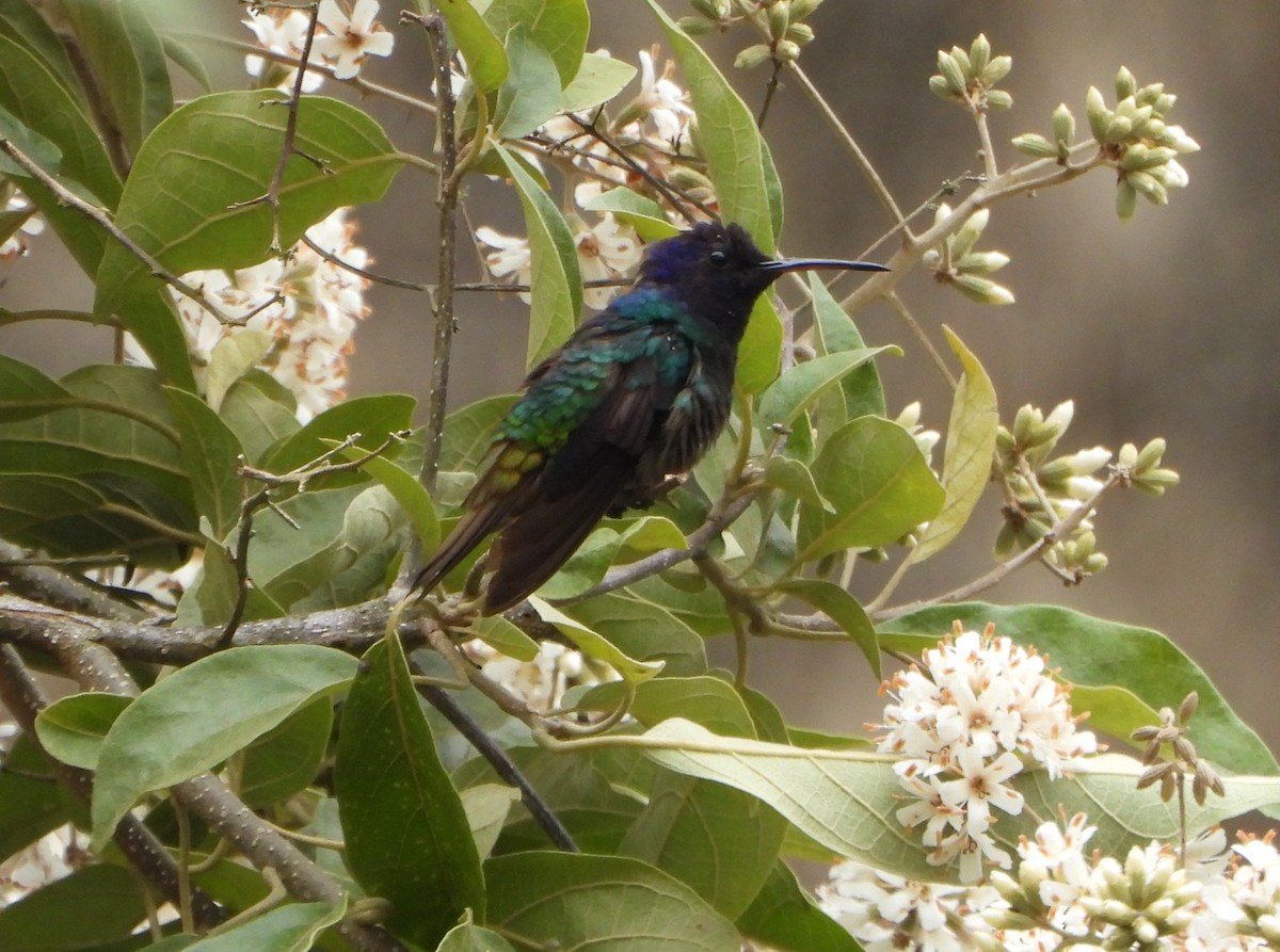 Бронзовохвостый сапфир - ML647782233