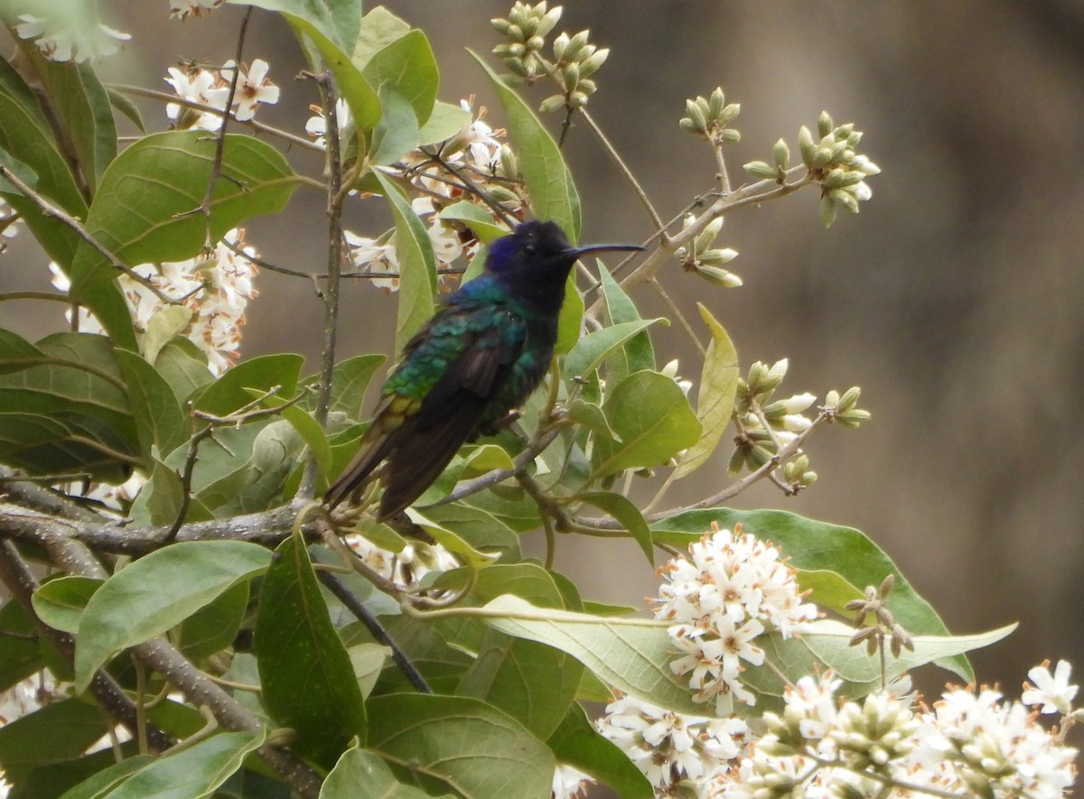 Бронзовохвостый сапфир - ML647782234