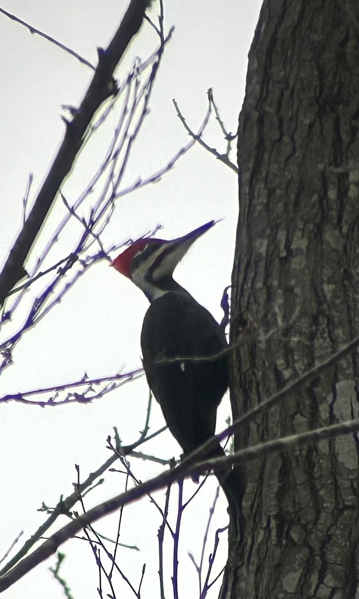 Хохлатая желна - ML647782235