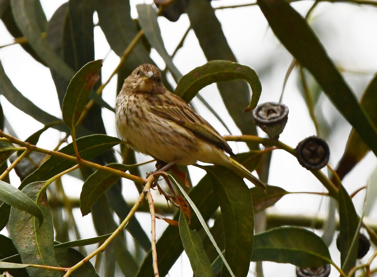 Шафрановый зерноед - ML647782238