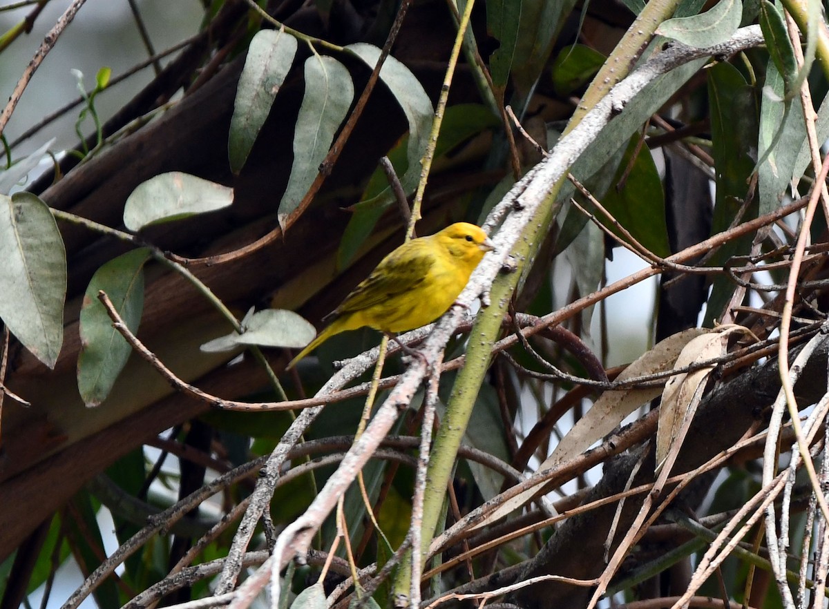 Шафрановый зерноед - ML647782239