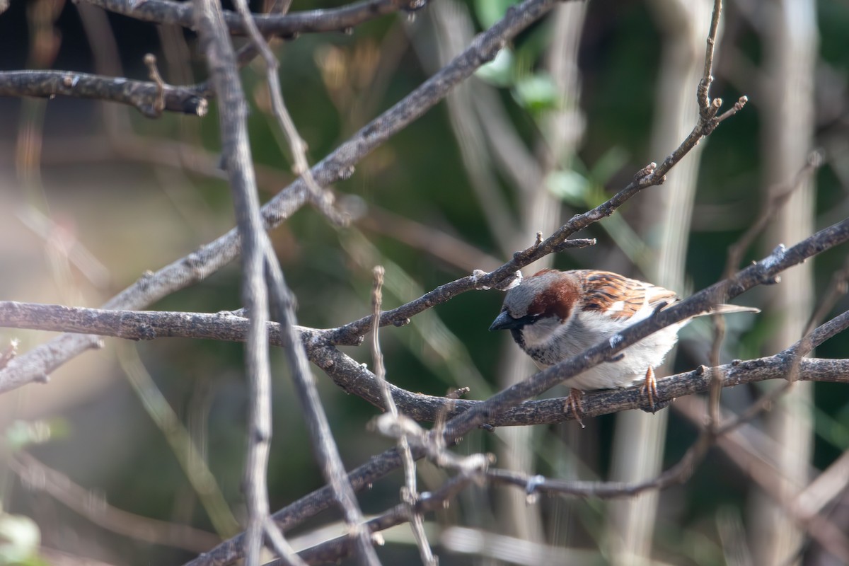 Домовый воробей - ML647782240