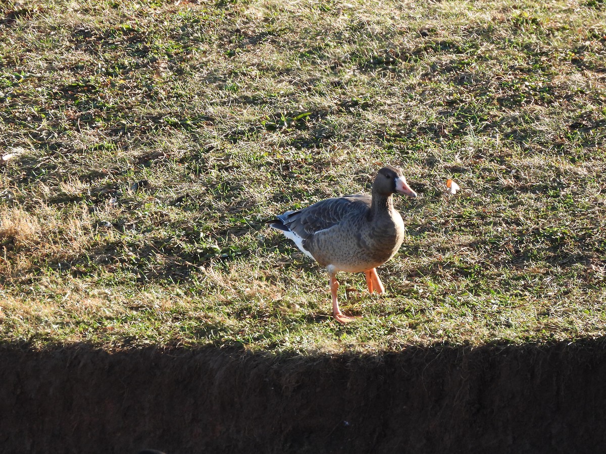 Белолобый гусь - ML647782241