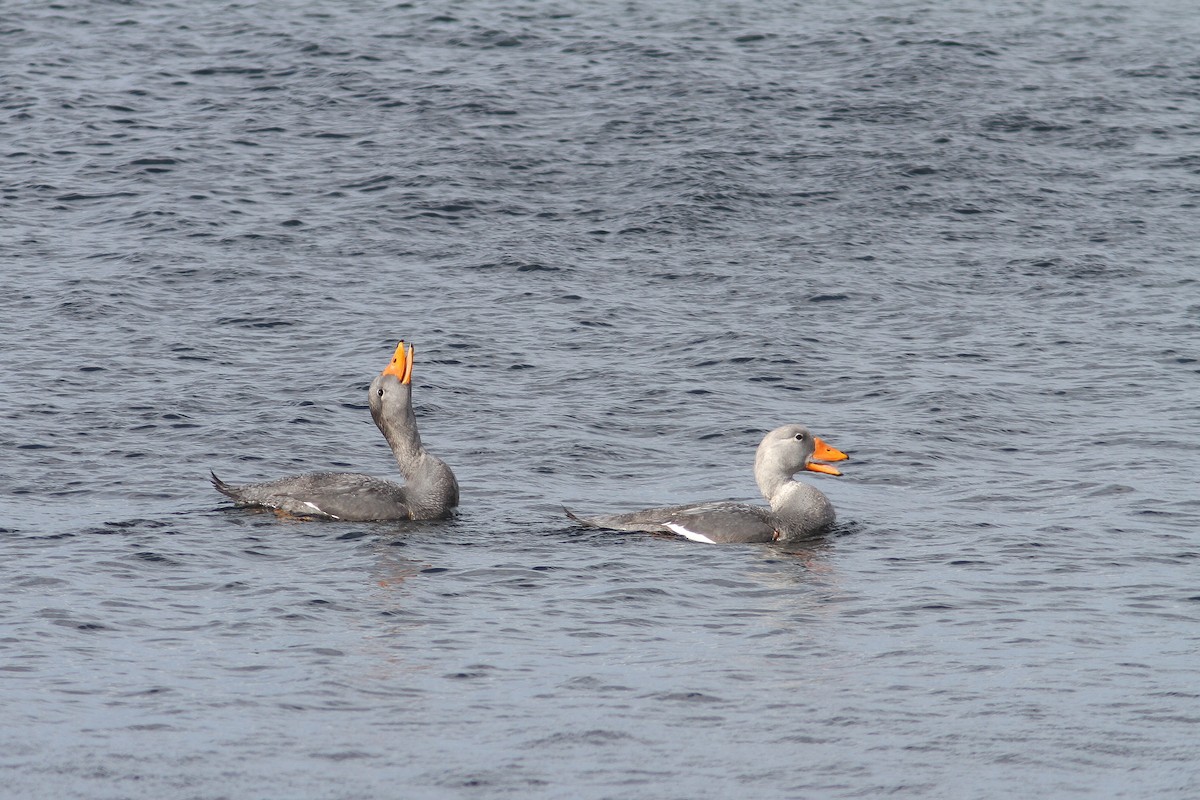 Магелланова утка-пароход - ML647782243