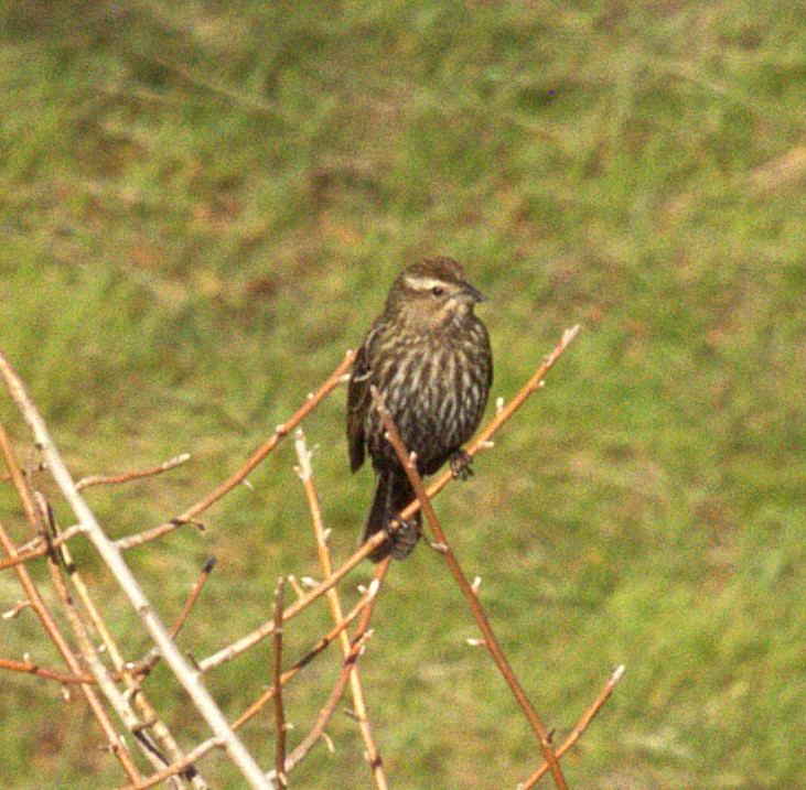Красноплечий трупиал - ML647782245