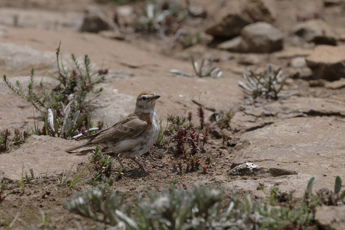 Африканский малый жаворонок - ML647782246