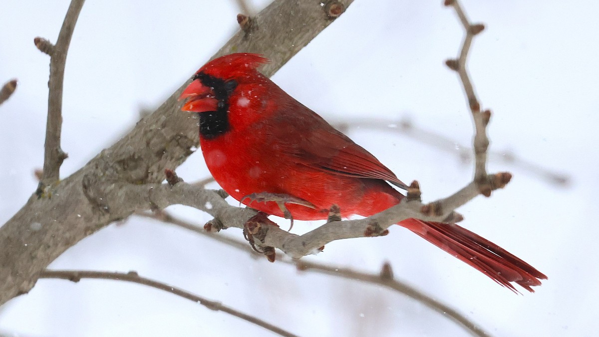 Красный кардинал - ML647782247