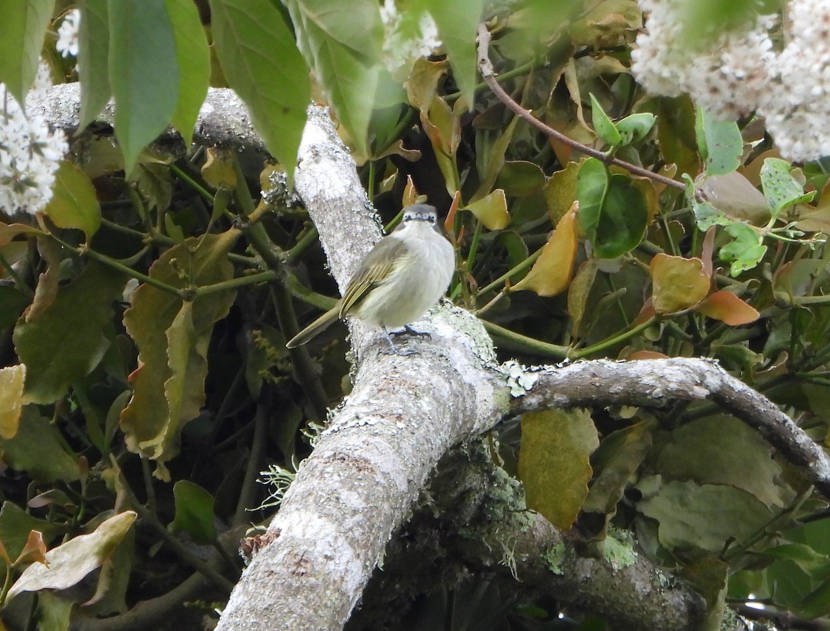 Венесуэльский москитолов - ML647782249