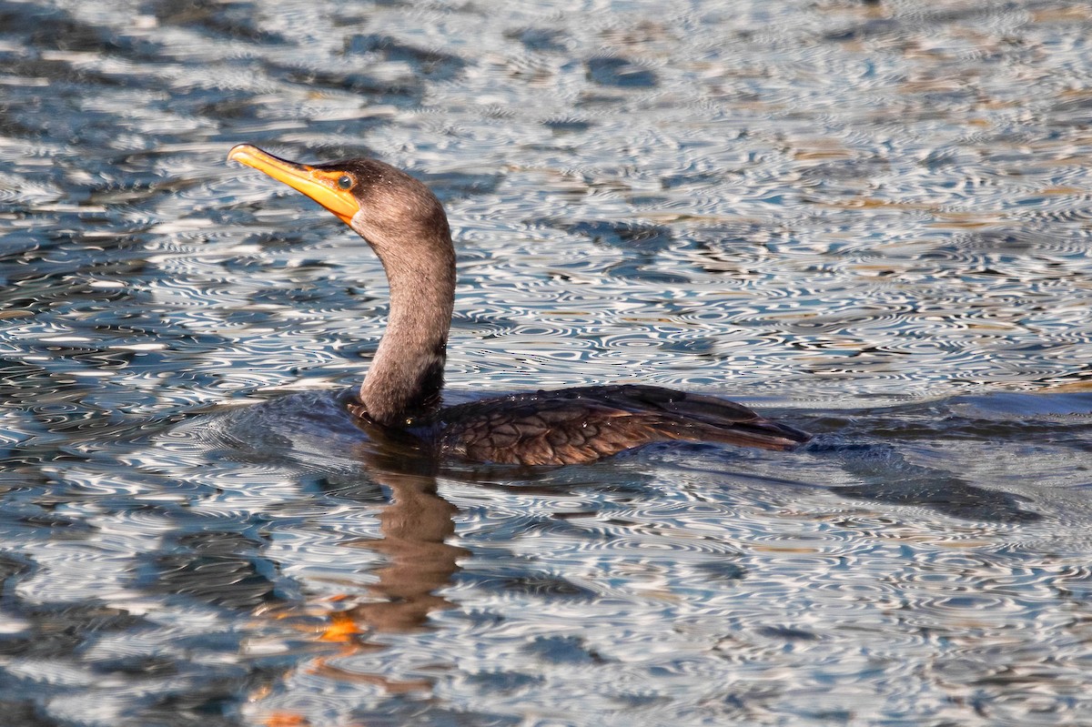 Ушастый баклан - ML647782250