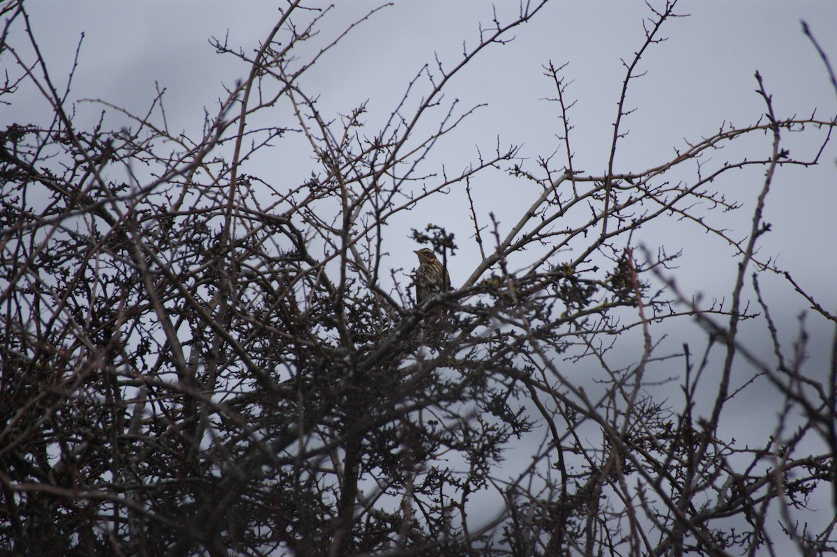 Белобровик - ML647782257