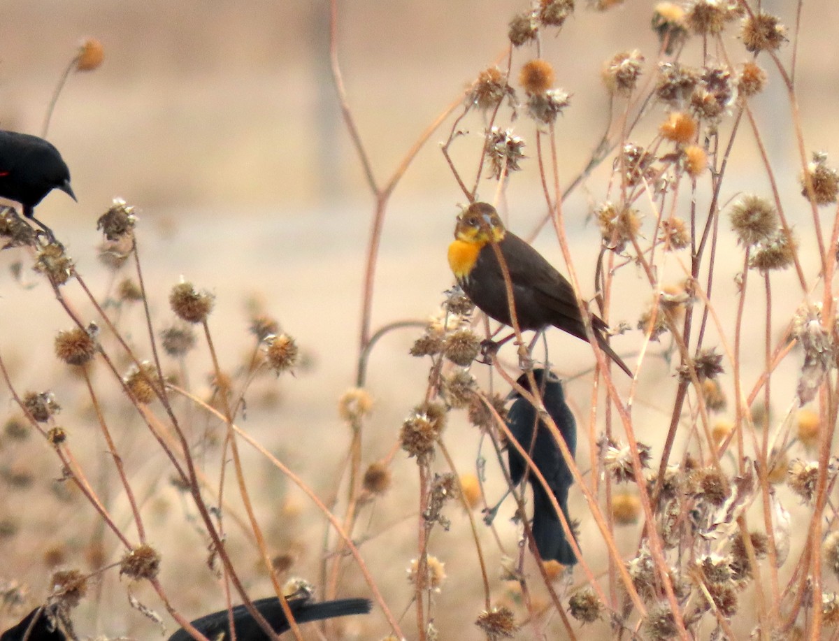 Желтоголовый трупиал - ML647782259