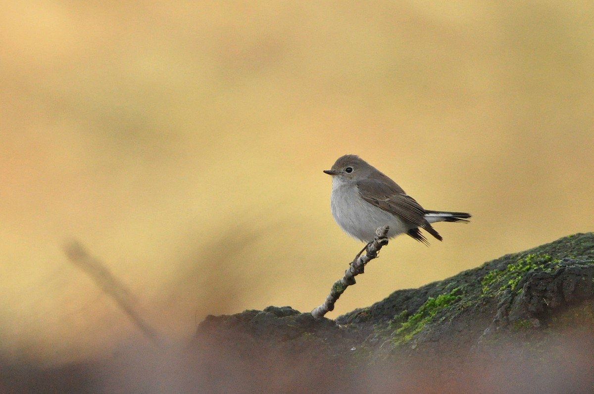 Восточная малая мухоловка - ML647782261