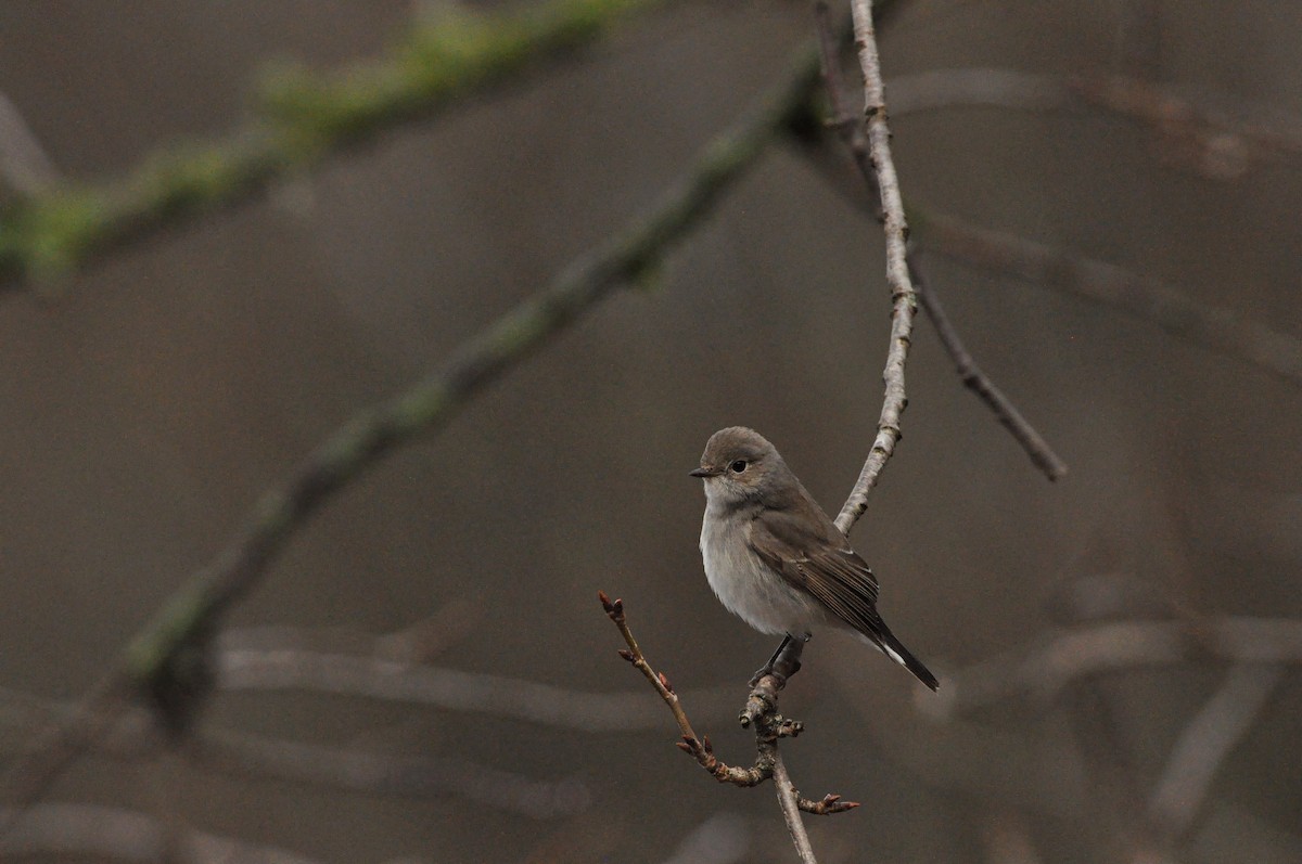 Восточная малая мухоловка - ML647782262