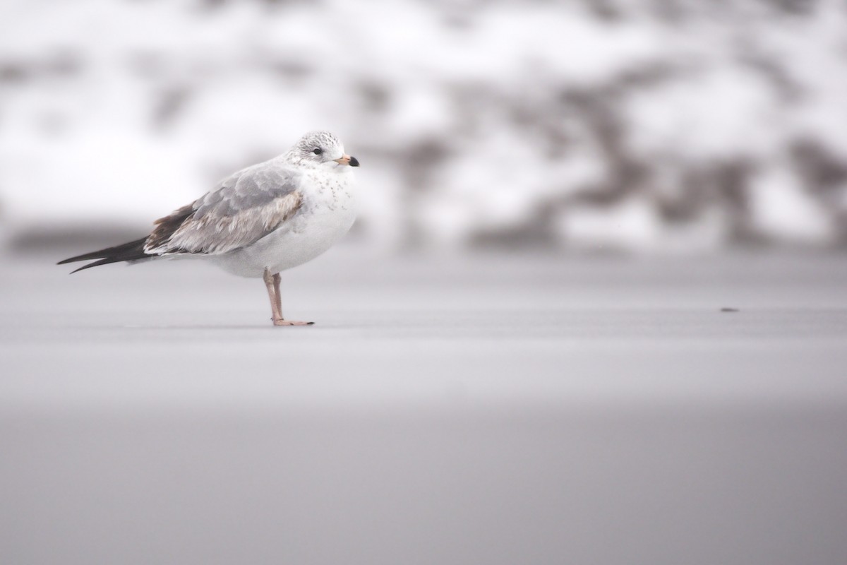 Полярная чайка - ML647782265