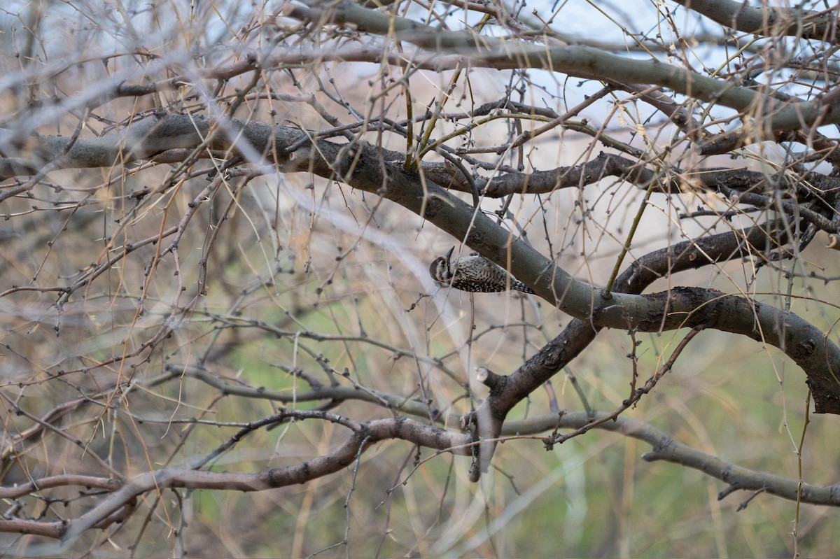 Арлекиновый дятел - ML647782266