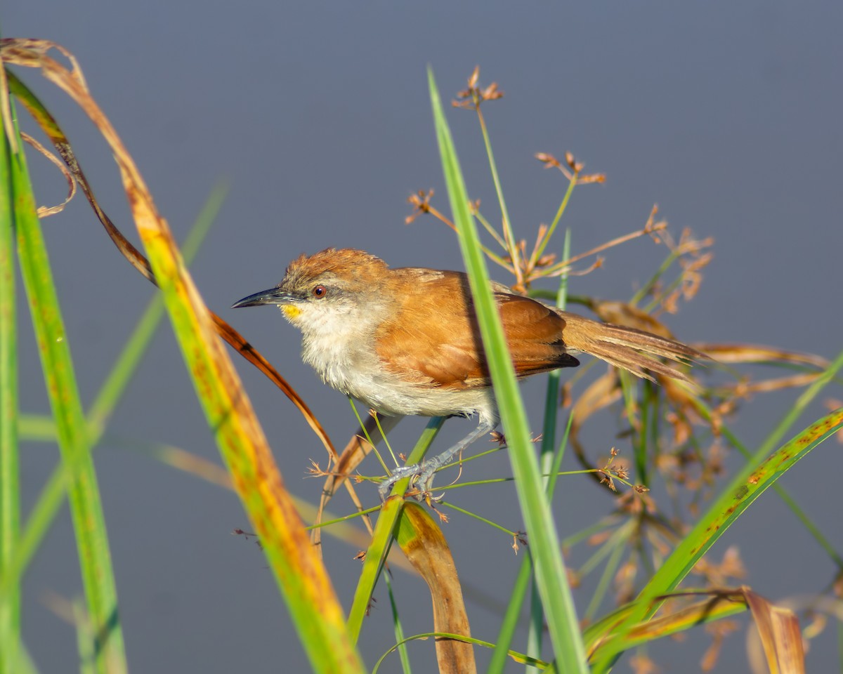 Желтогорлая пищуховая иглохвостка - ML647782270