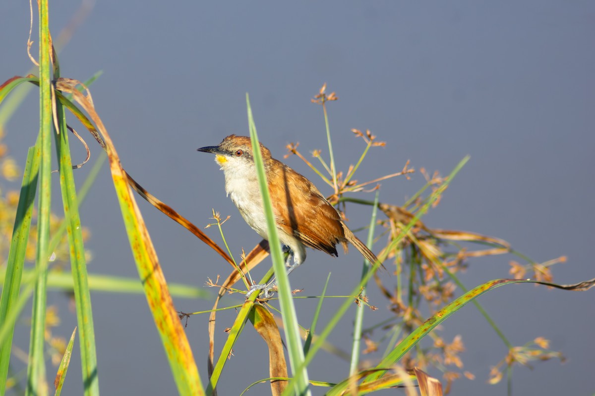 Желтогорлая пищуховая иглохвостка - ML647782271