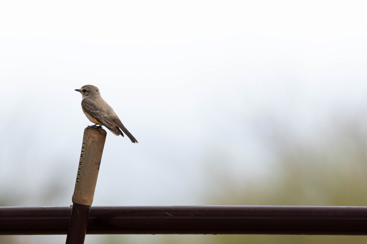 Рыжебрюхий фиби - ML647782275