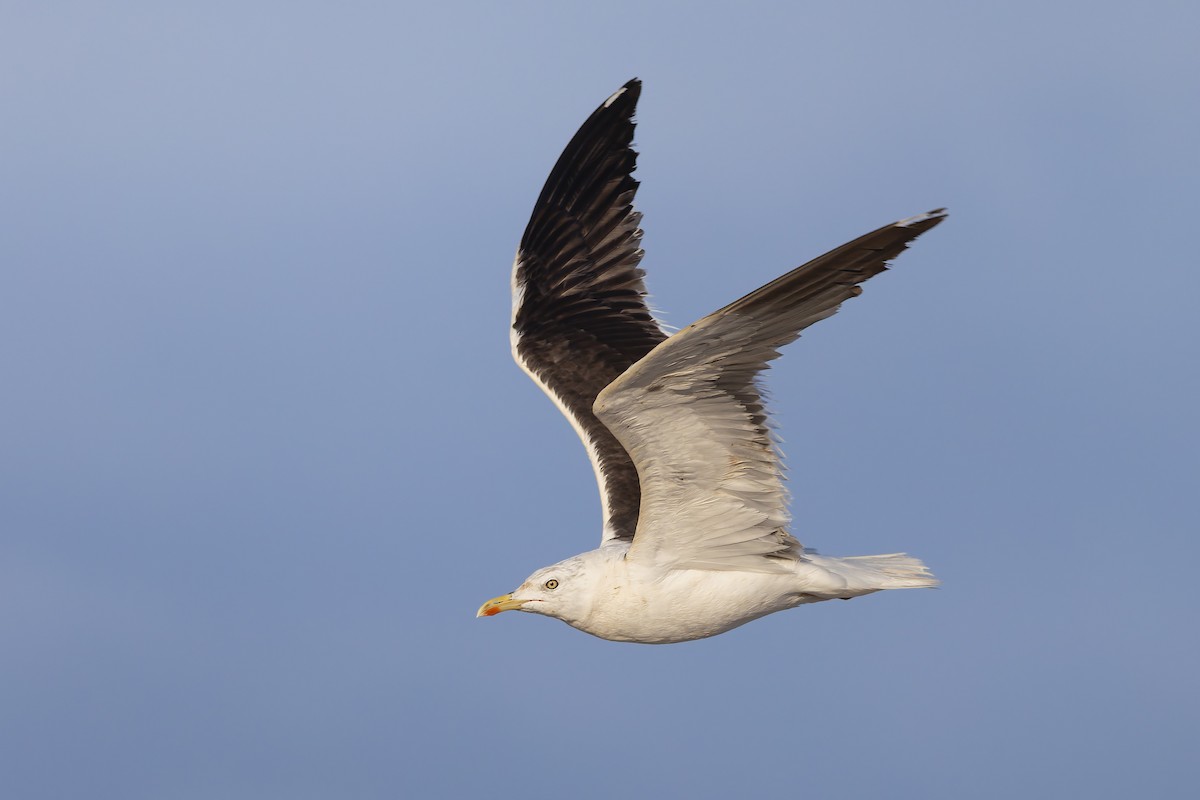 Lesser Black-backed Gull - ML647782276