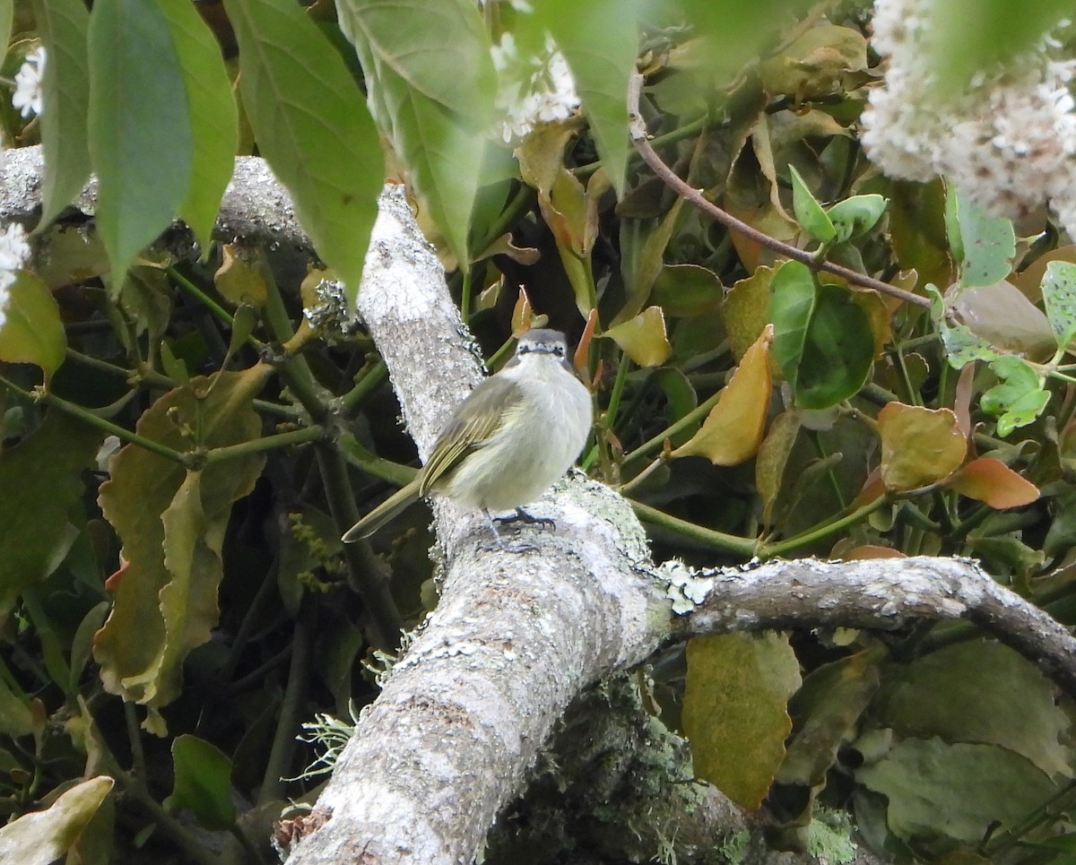 Venezuelan Tyrannulet - ML647782277