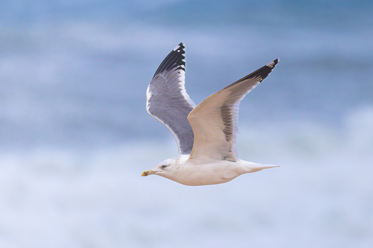 Lesser Black-backed Gull - ML647782278