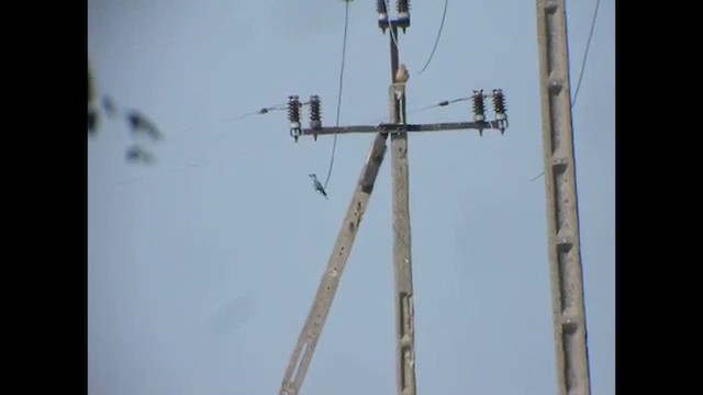 Сиворакша євразійська - ML647782279