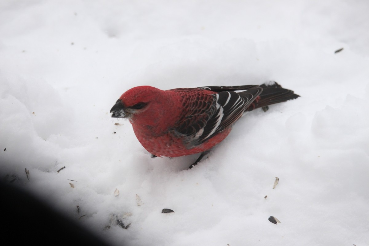 Pinu-gailupa - ML647782291