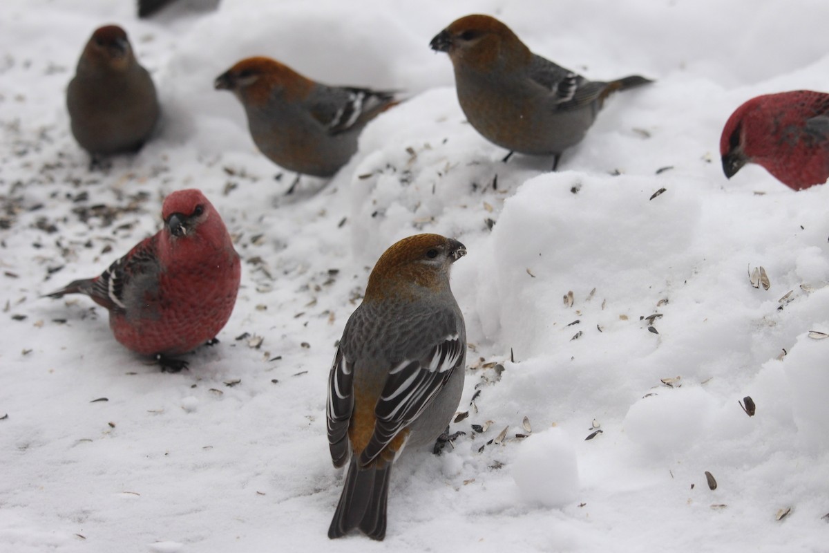 Pinu-gailupa - ML647782292