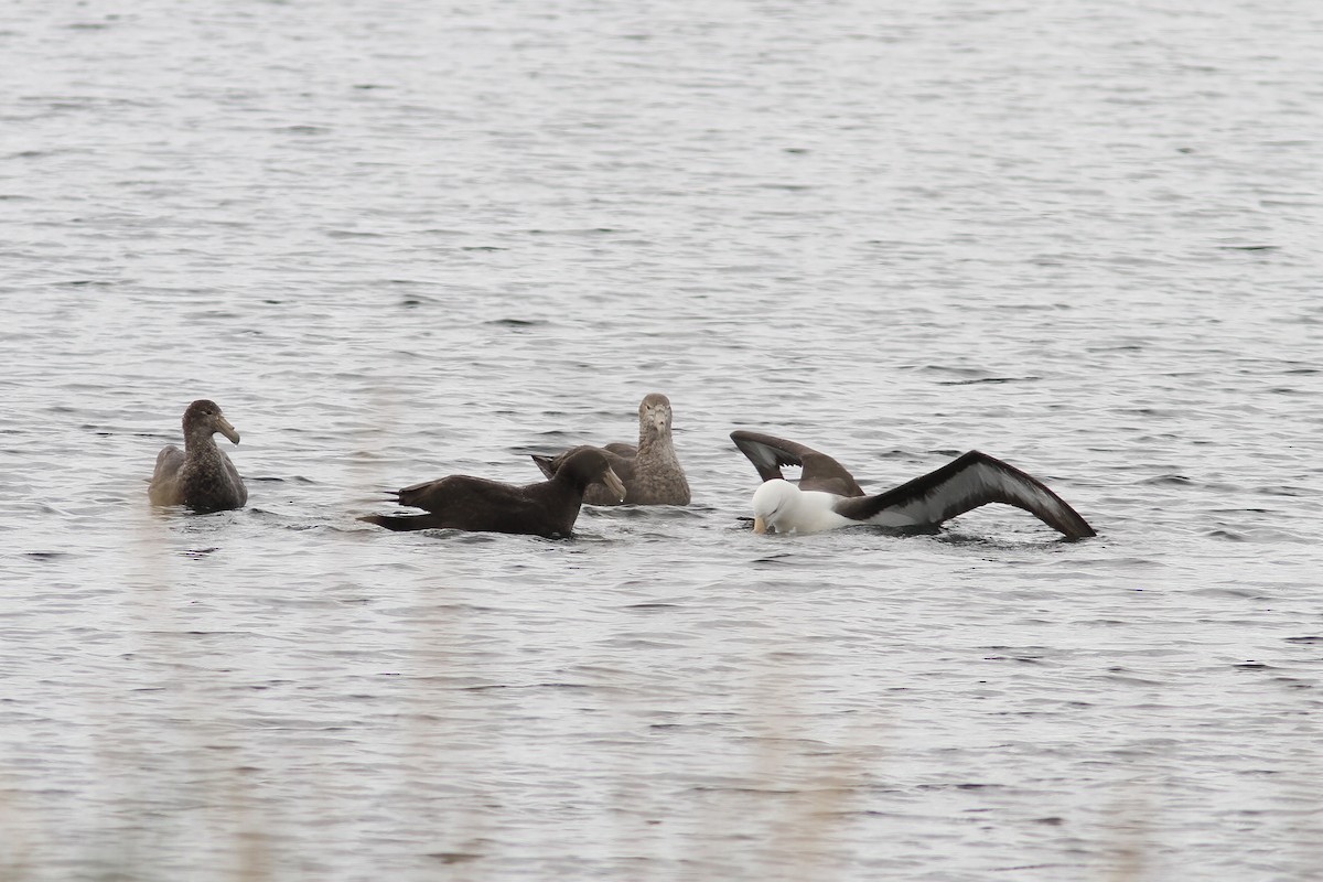 sørkjempepetrell - ML647782300